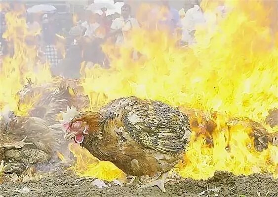 Сгоревшая курица