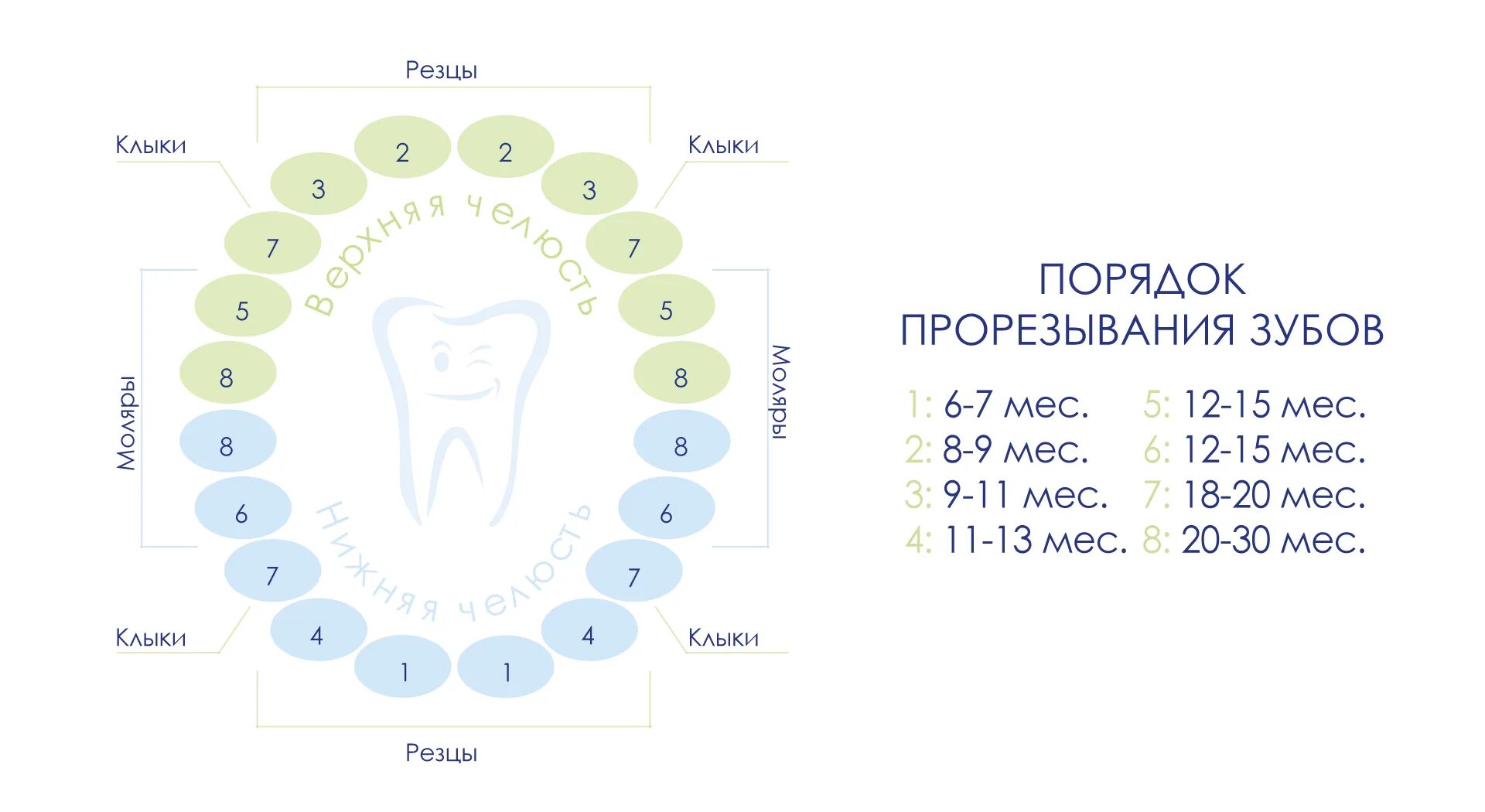 Порядок прорезывания зубов. Зубы схема прорезывания. Прорезывание молочных зубов. Во сколько у детей начинают резаться зубы
