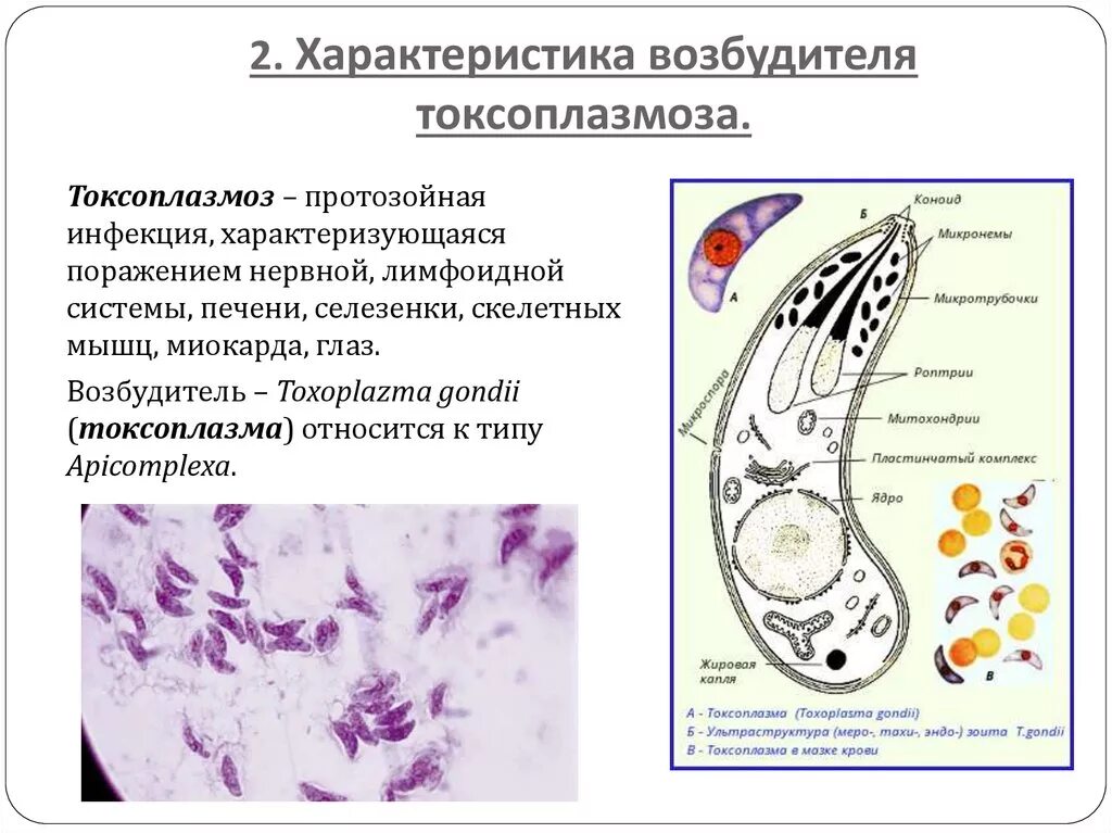 Возбудителем зоонозной малярии является. Токсоплазма внутриклеточный паразит. Токсоплазмоз характерные клинические проявления. Морфология трофозоита токсоплазмоза. Токсоплазма характеристика паразита.