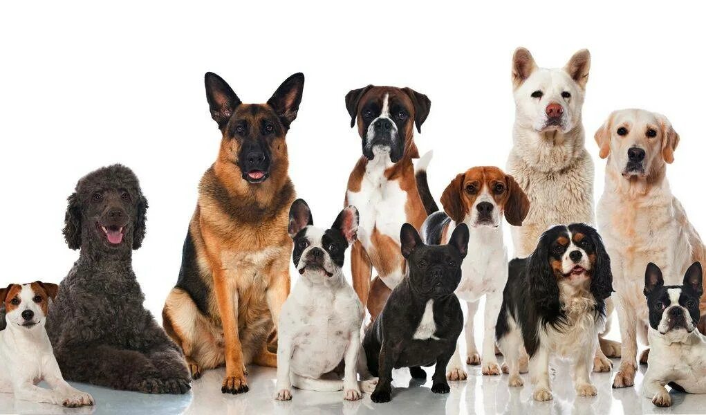 Разные собаки. Много собак. Разнообразие пород собак. Щенки различных пород.