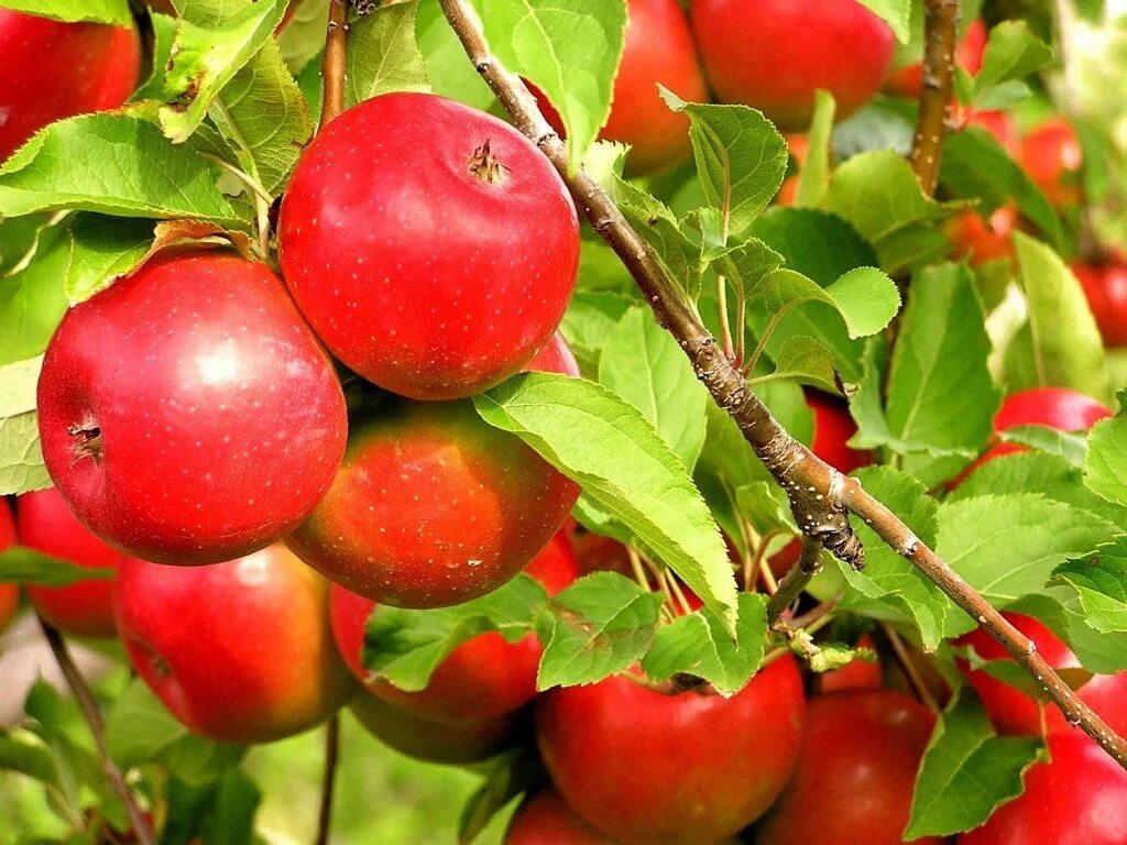 Яблочный день. Яблоня картина. Сорта яблонь в Англии. Красные яблоки декоративные в саду. Яблоки красная луна