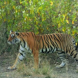 Tiger had