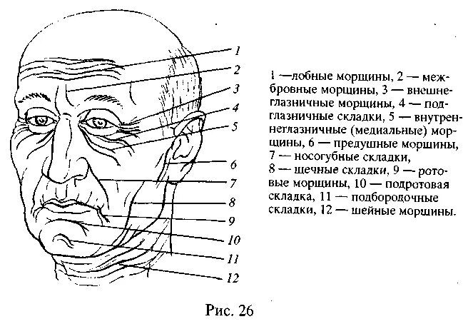 Название лбов. Физиогномика морщины. Элементы лица. Морщины криминалистика. Элементы лица человека.