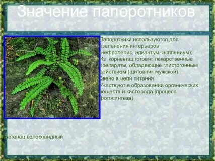 Общая характеристика папоротникообразных 7 класс биология конспект