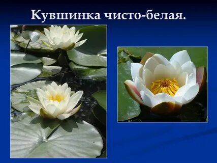 Описание кувшинки