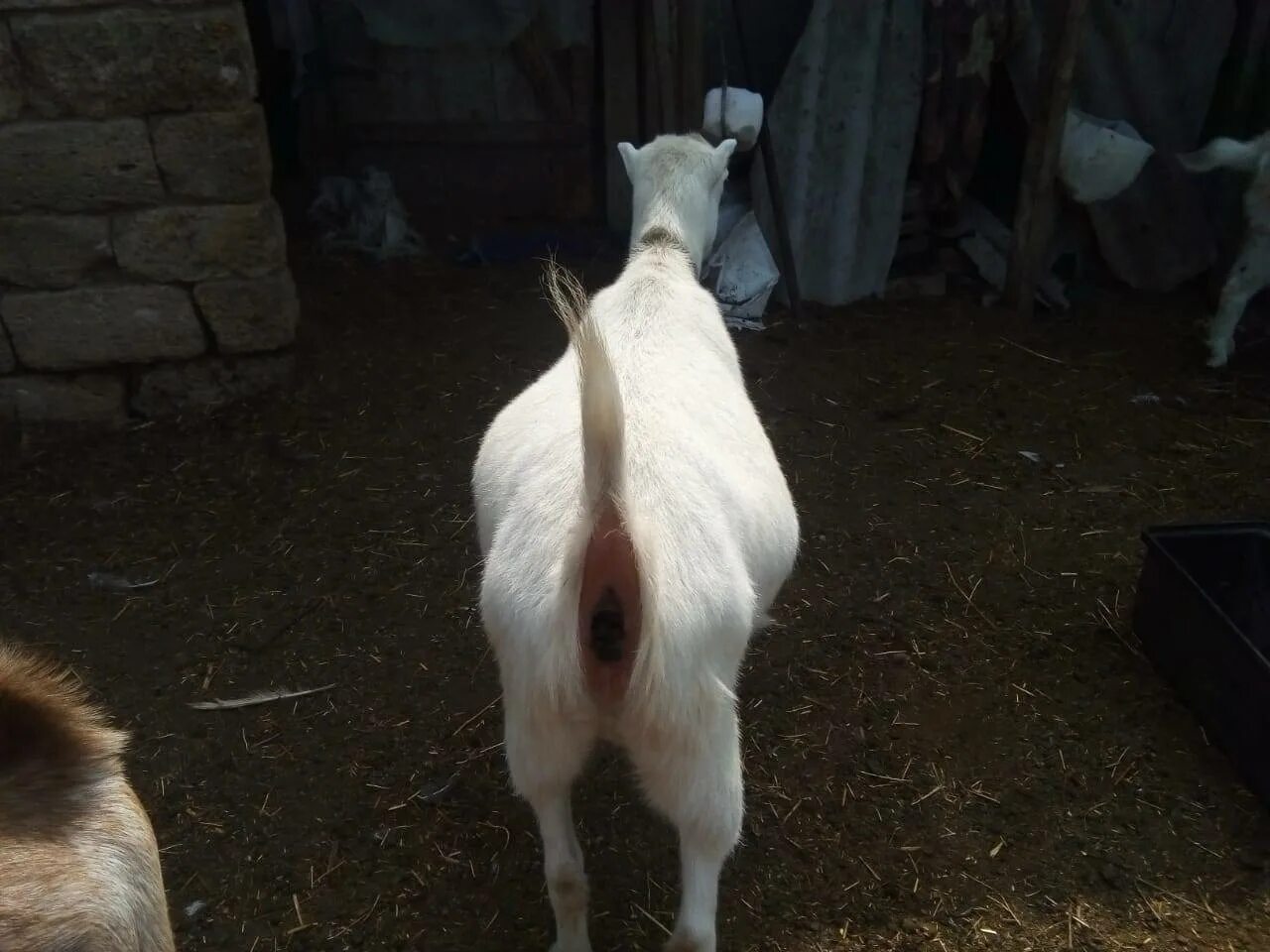 Сколько месяцев беременна коза