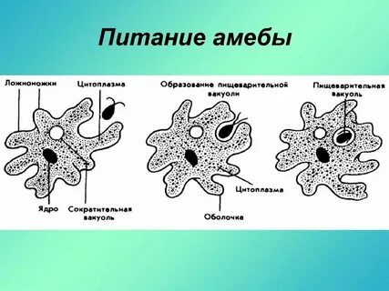 Как называется процесс поглощения твердой пищи амебой