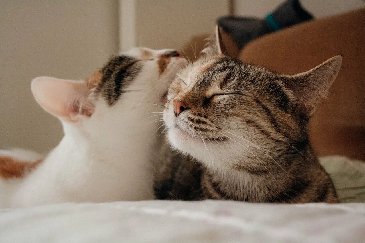Кошечки любовь. Котики обнимаются. Котики любовь. Кошачья любовь. Нежный кот.