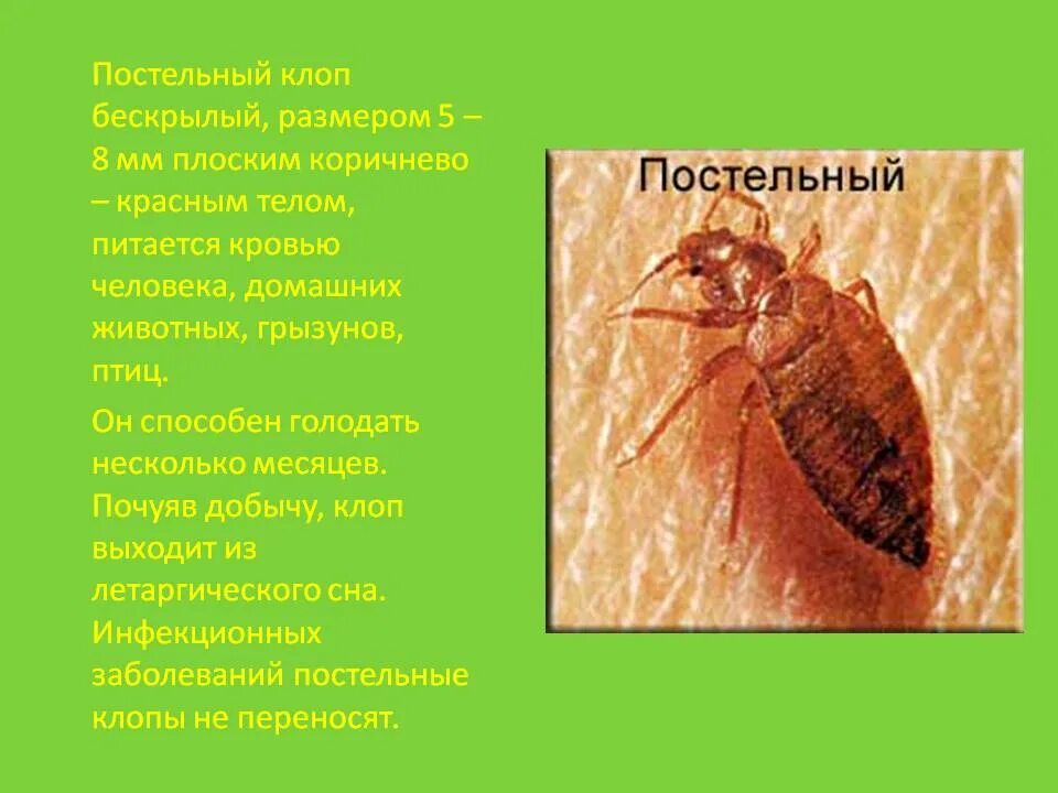 Клоп содержание. Постельный клоп переносчик. размер клопа постельного в мм. клопы переносчики заболеваний. постельные клопы презентация.