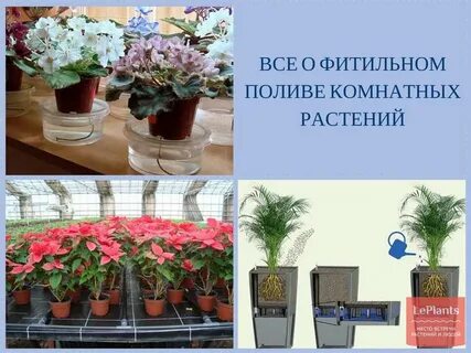 Фитильный полив растений