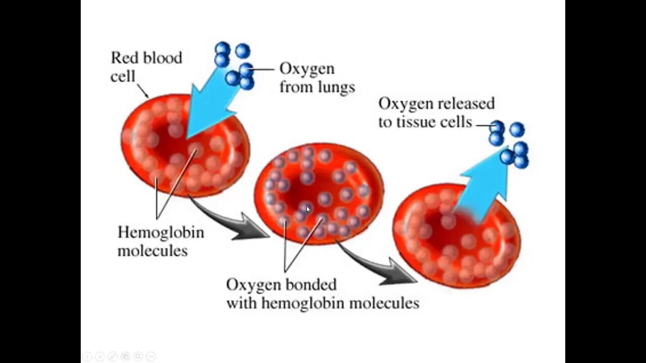 Пузырьки кислорода в крови. Функции гемоглобина эритроцитов. Транспортная функция гемоглобина. Перенос кислорода гемоглобином схема. Эритроциты переносят кислород.