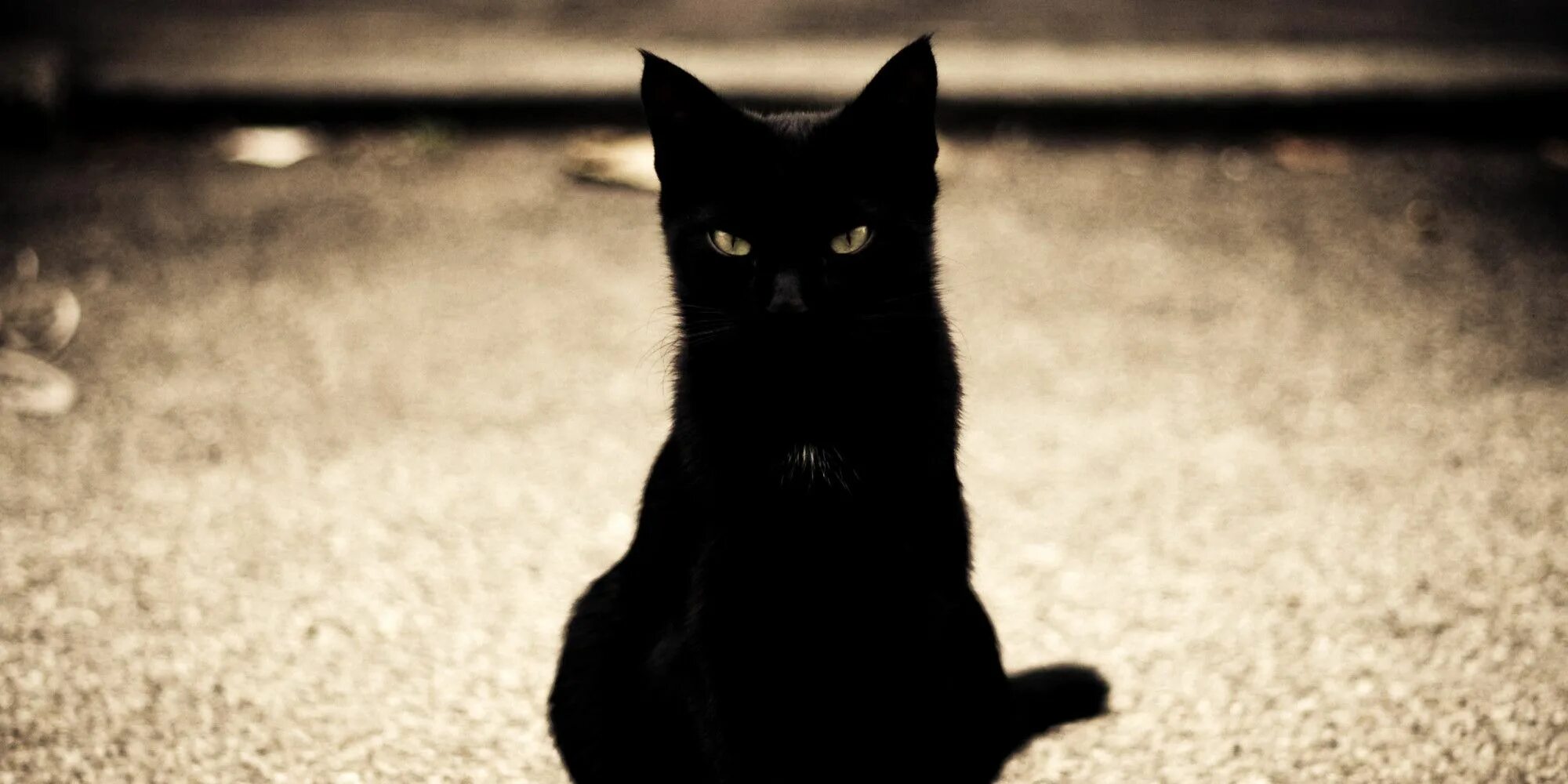 Чёрный кот. Наглый черный кот. Злой черный кот. Красивая черная кошка.