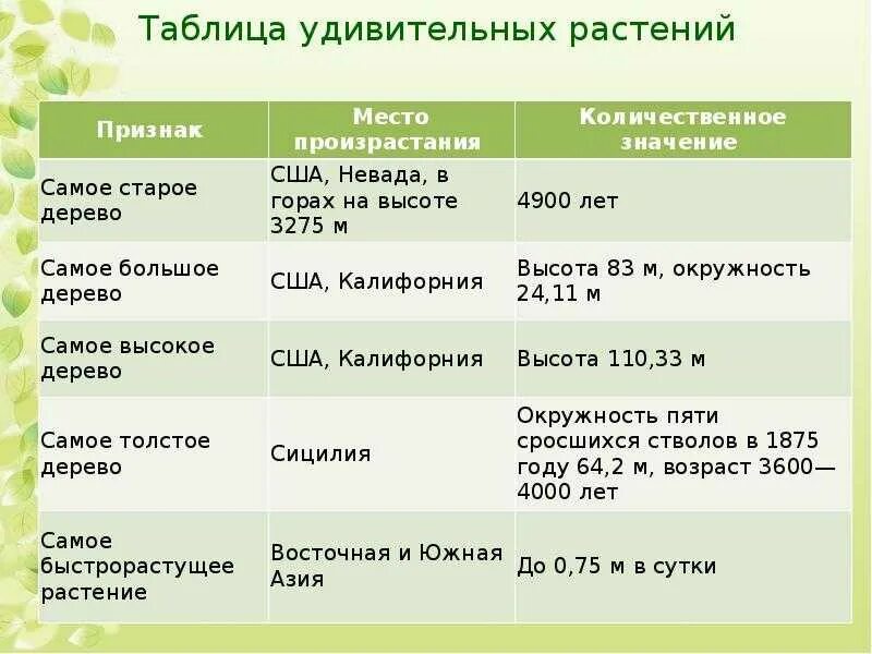 Продолжительность деревьев таблица 1. Срок жизни деревьев таблица. возраст деревьев таблица. таблица жизни растений. продолжительность жизни деревьев таблица.