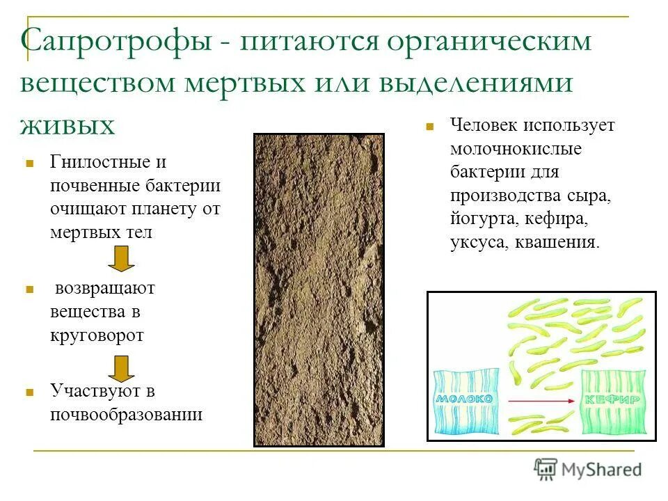 бактерии сапротрофы питаются. сапротрофные почвенные бактерии. бактерии сапротрофы питаются. бактерии сапрофиты примеры. бактерии сапротрофы и паразиты.
