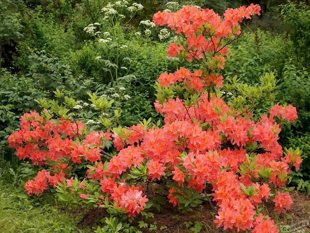 Цветущие кустарники зимостойкие названия фото. Рододендрон японский листопадный. Рододендрон листопадный лососевый.