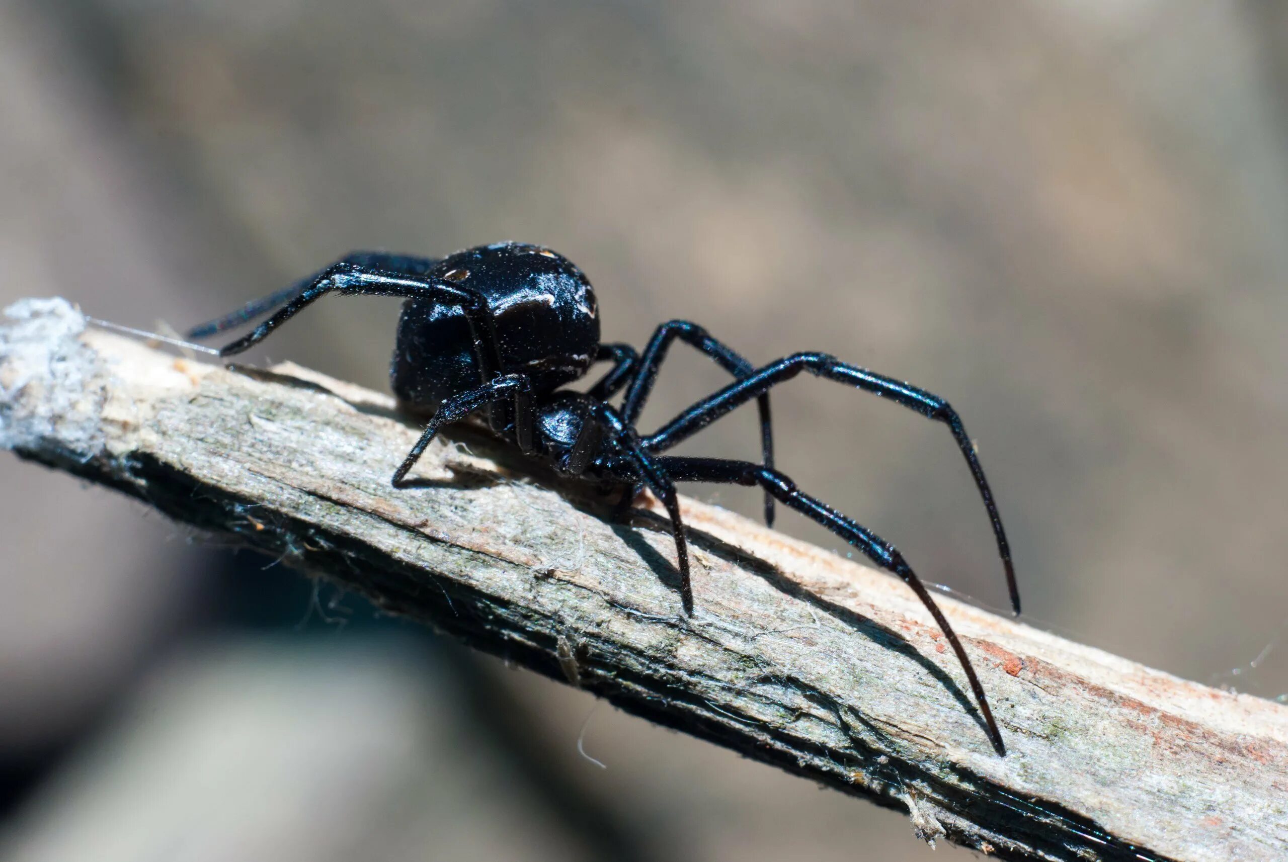 Каракурт в подмосковье. Каракурт (latrodectus tredecimguttatus). Ostearius melanopygius паук. Белый каракурт. Каракурт паук.
