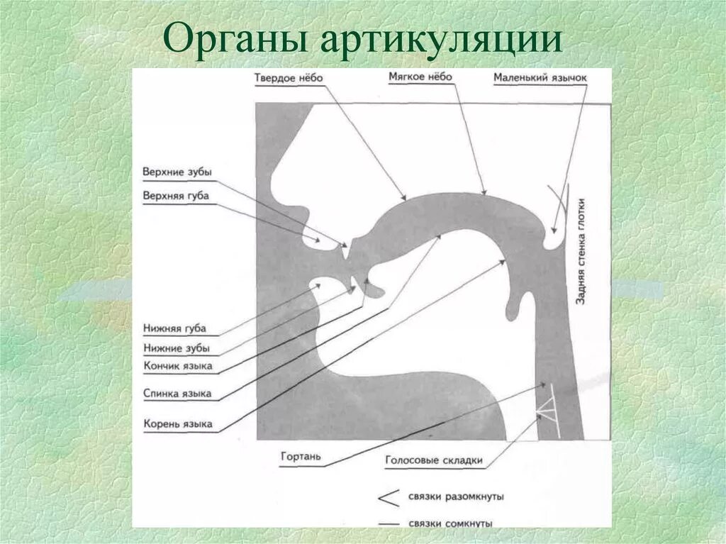 Строение органов артикуляции