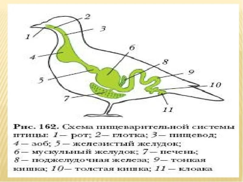 Пищеварительная система класса птиц. Строение пищеварительной системы птиц. Схема пищеварительной системы птицы. Пищеварительная система птиц биология. Внутреннее строение птиц пищеварительная система.