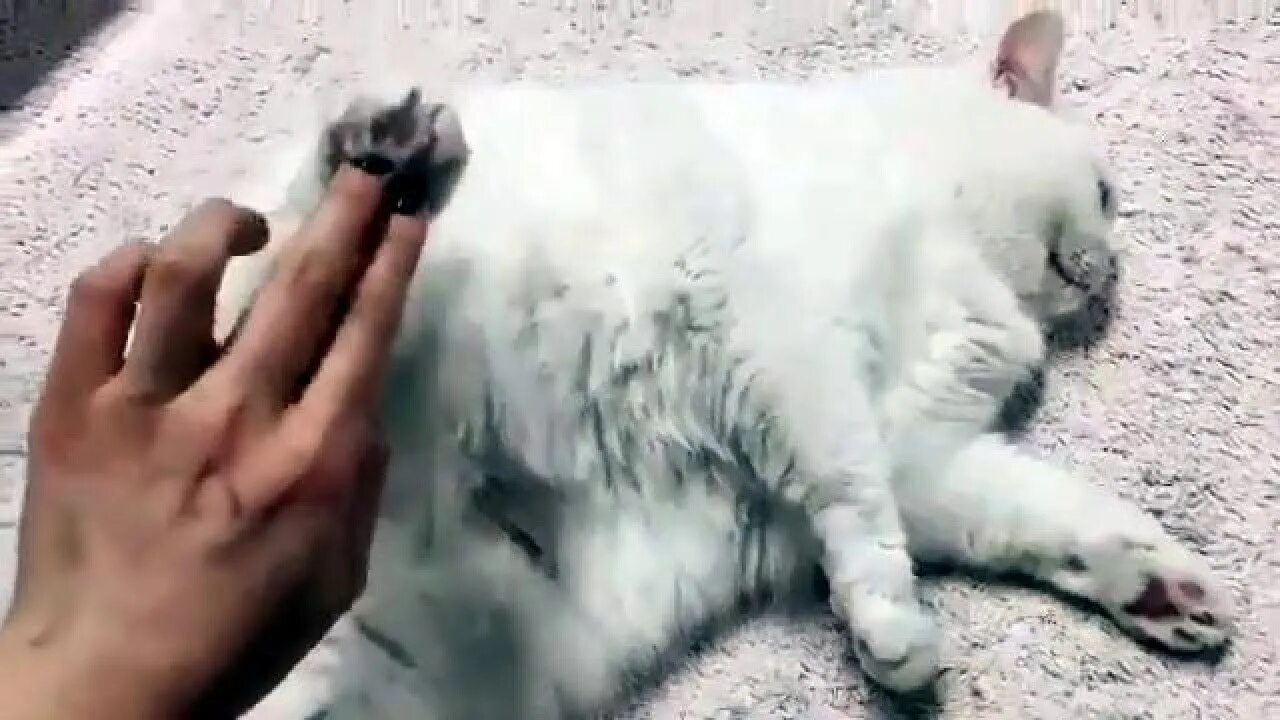 Котик трясется