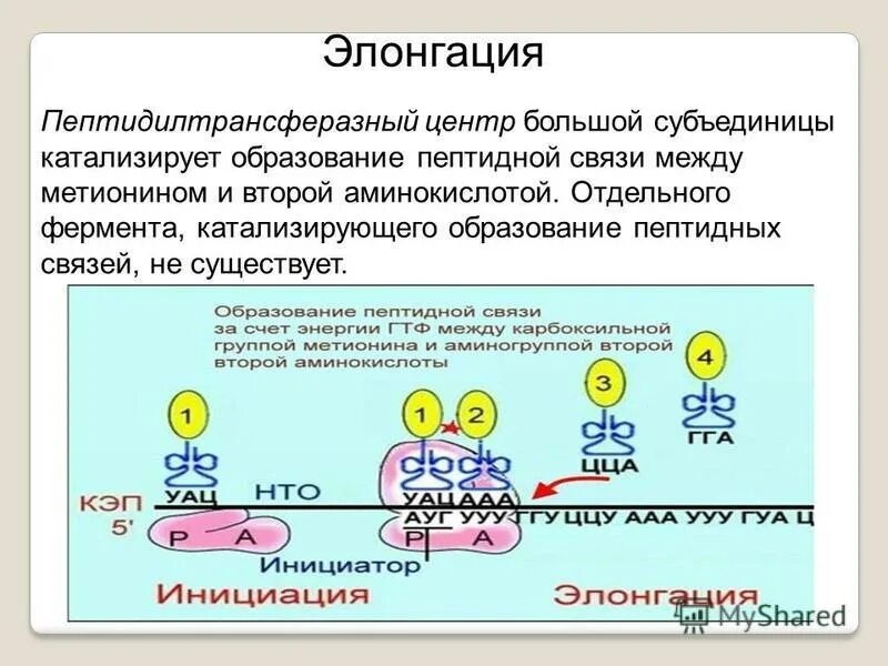 Синтез полипептидной. Элонгация биосинтеза белка. Пептидилтрансферазный центр. Образование пептидной связи рибосома. Элонгация полипептидной цепи.