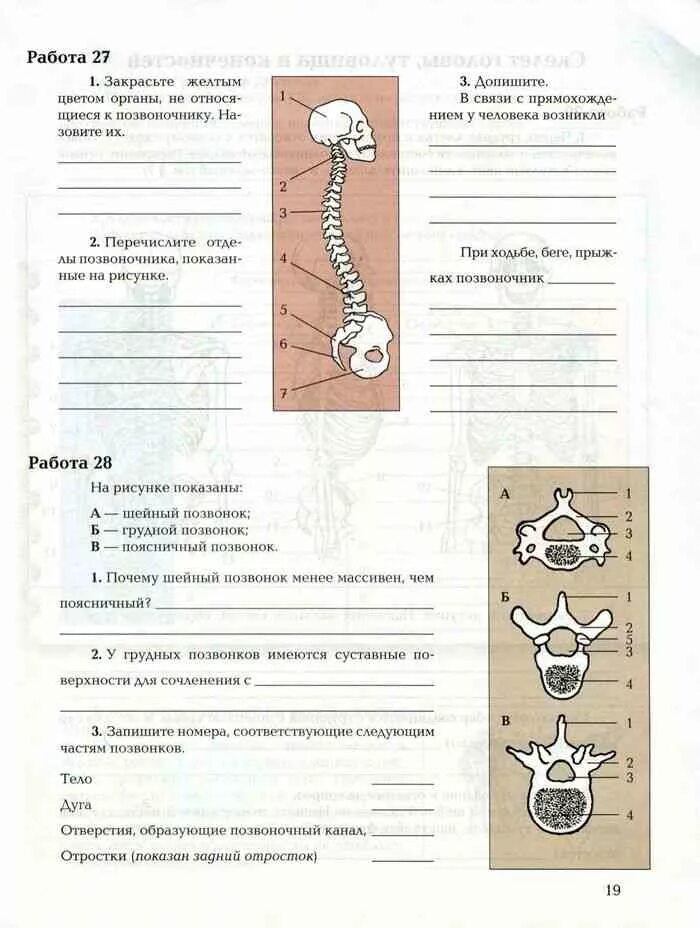 Биология маш 8 класс ответы. Биология 8 класс рабочая тетрадь драгомилов. Рабочая тетрадь 1 по биологии 8 класс драгомилов. Биология 8 класс учебник драгомилов. Биология 8 класс рабочая тетрадь маш драгомилов 1 часть.