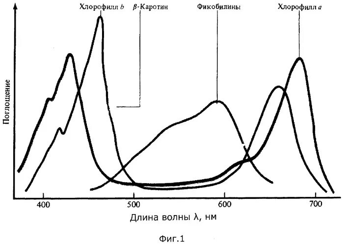 Отметьте на графике спектр поглощения фикоэритрина. Спектр поглощения фикобилинов. спектр поглощения пигмента хлорофилла. спектры поглощения пигментов растений. спектр поглощения хлорофилла график.