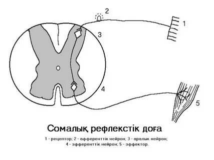 Жалаңаш әйелдер мен актрисалар