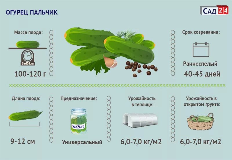 Рисунок огурец в закрытом грунте. Срок созревания огурцов. Огурцы растут. Сорта огурцов таблица. Сколько растут огурцы до высадки