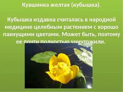 Желто красная книга