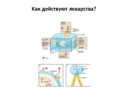 Как действует под