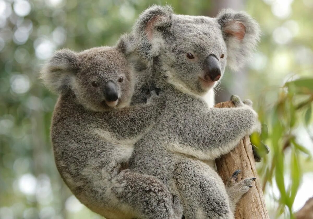 Коала природе. Сумчатые животные коала. Коала в Австралии. Эндемики коала. Австралия фауна коала.
