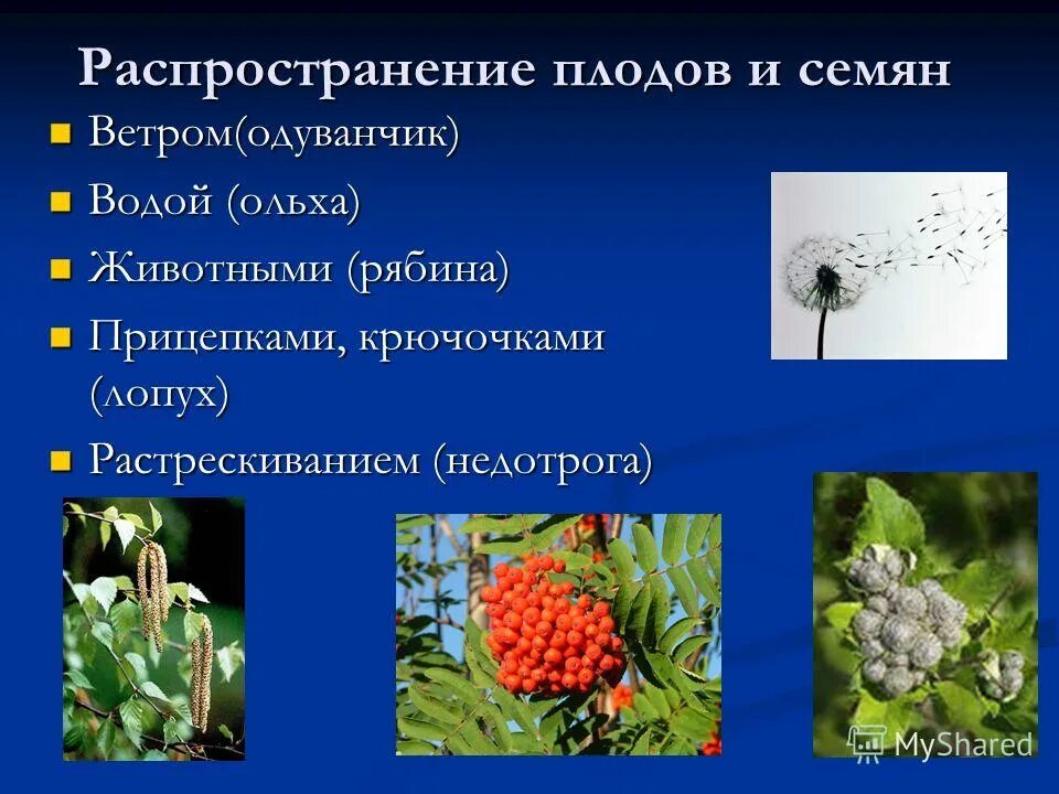Способы распространения плодов и семян животными. Распространение плодов животными. Животные распространители плодов и семян. Распространение плодов и семян. Распространение семян с помощью.