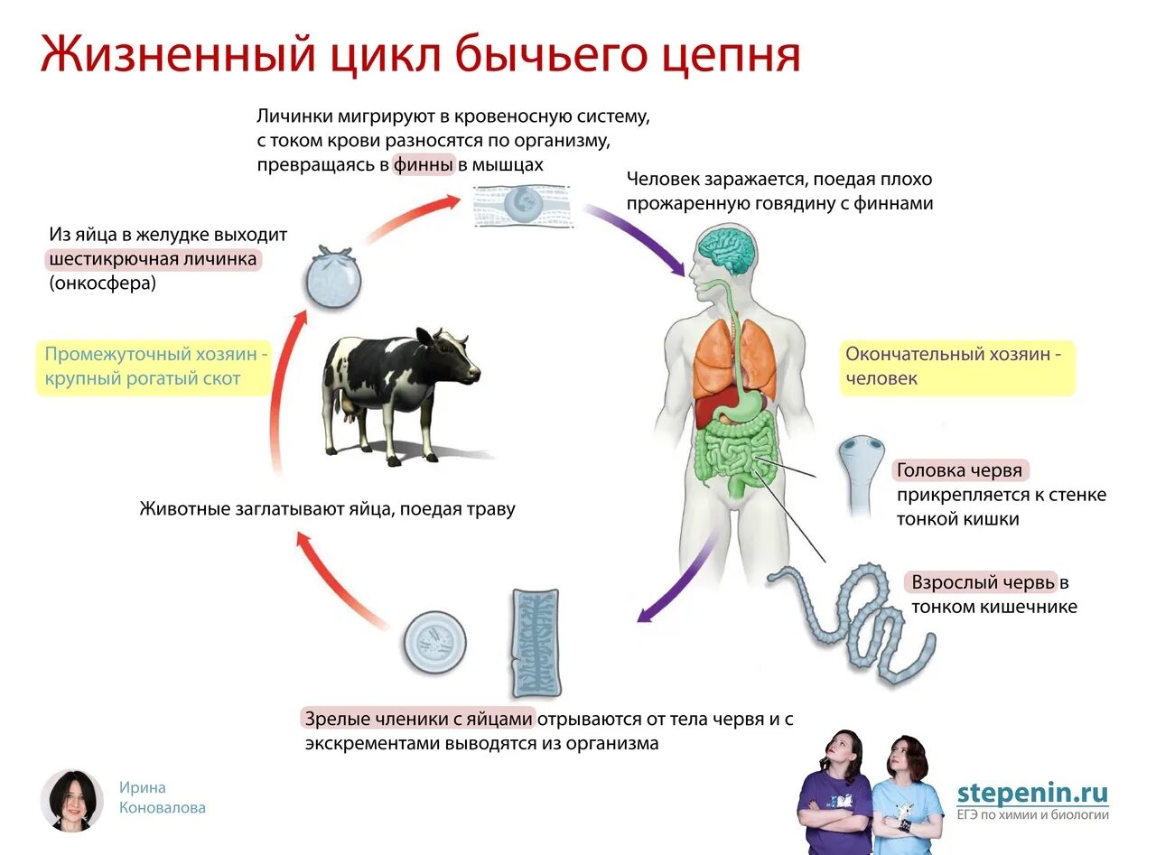 Может ли человек заразиться бычьим цепнем. Жизненный цикл бычьего цепня. Органы прикрепления бычьего цепня. Пути заражения бычьего цепня. Пути заражения бычьим цепнем.