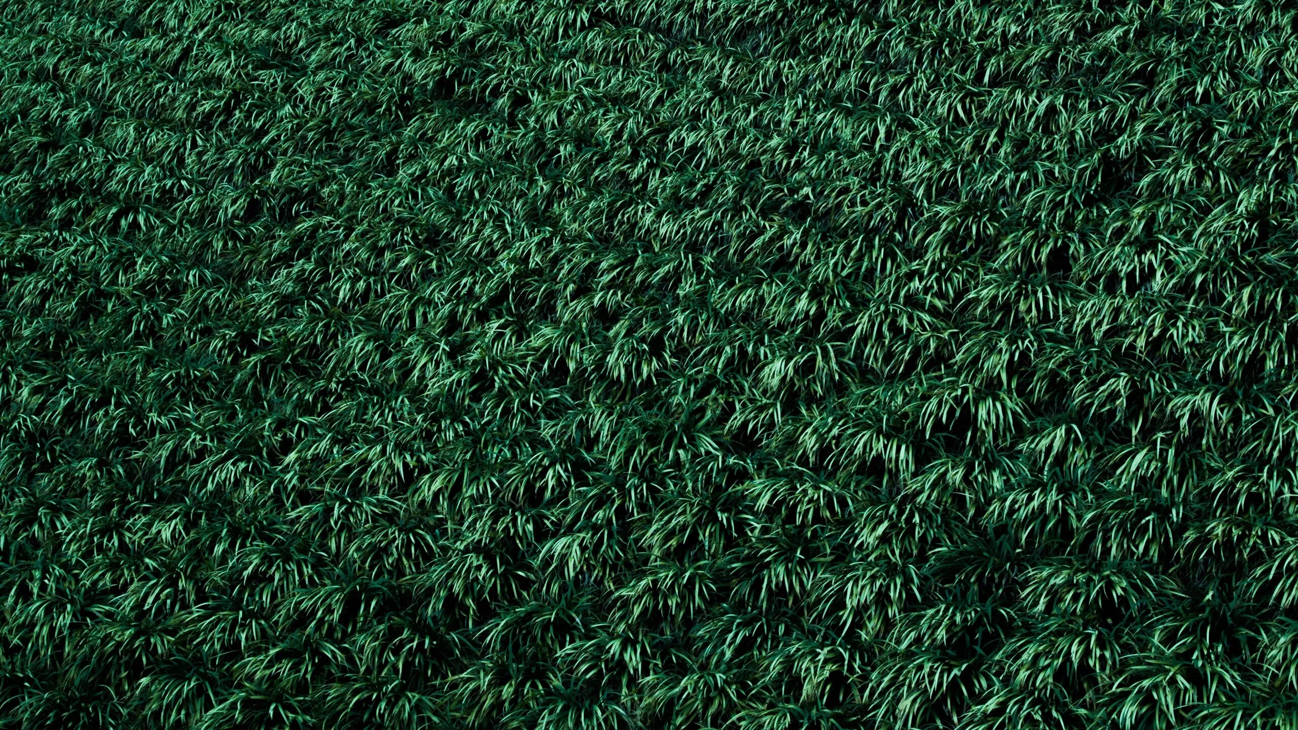 Густая зелень число. Газон текстура. Текстура травы. Трава сверху. Зеленый газон.