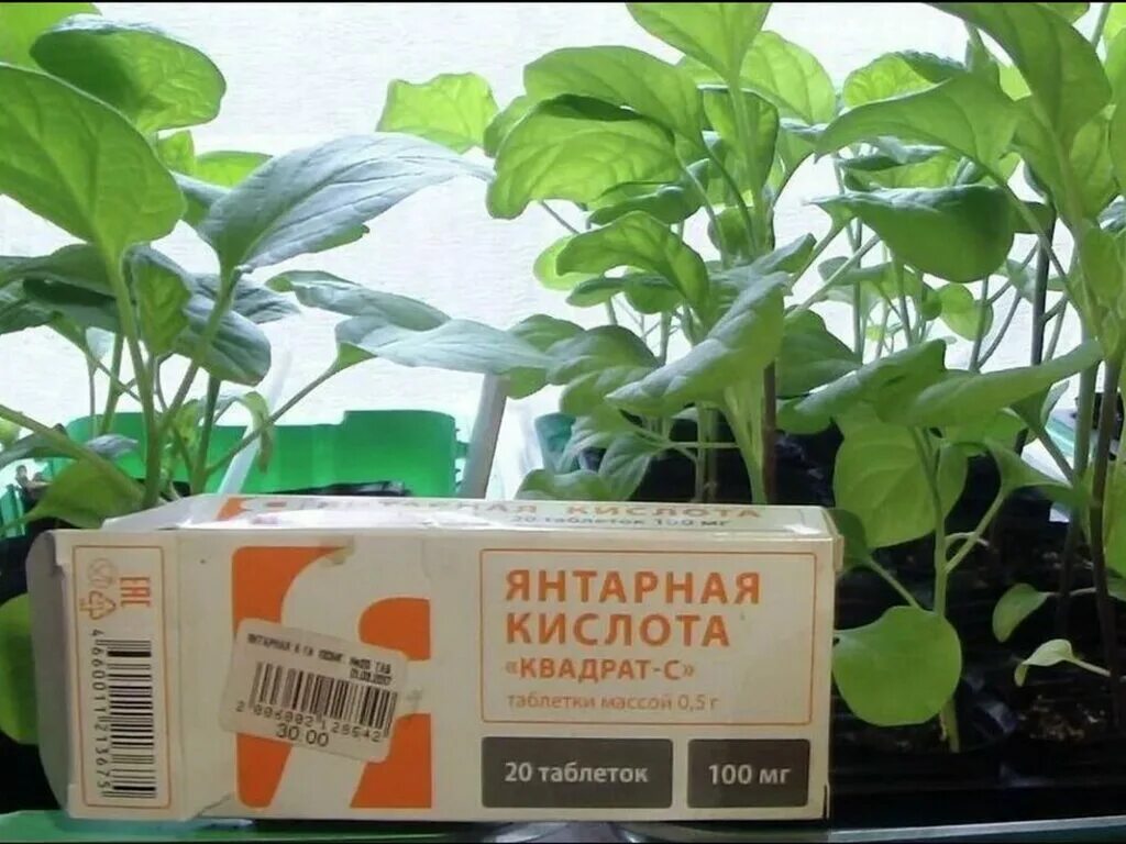 Как удобрить рассаду янтарной кислотой