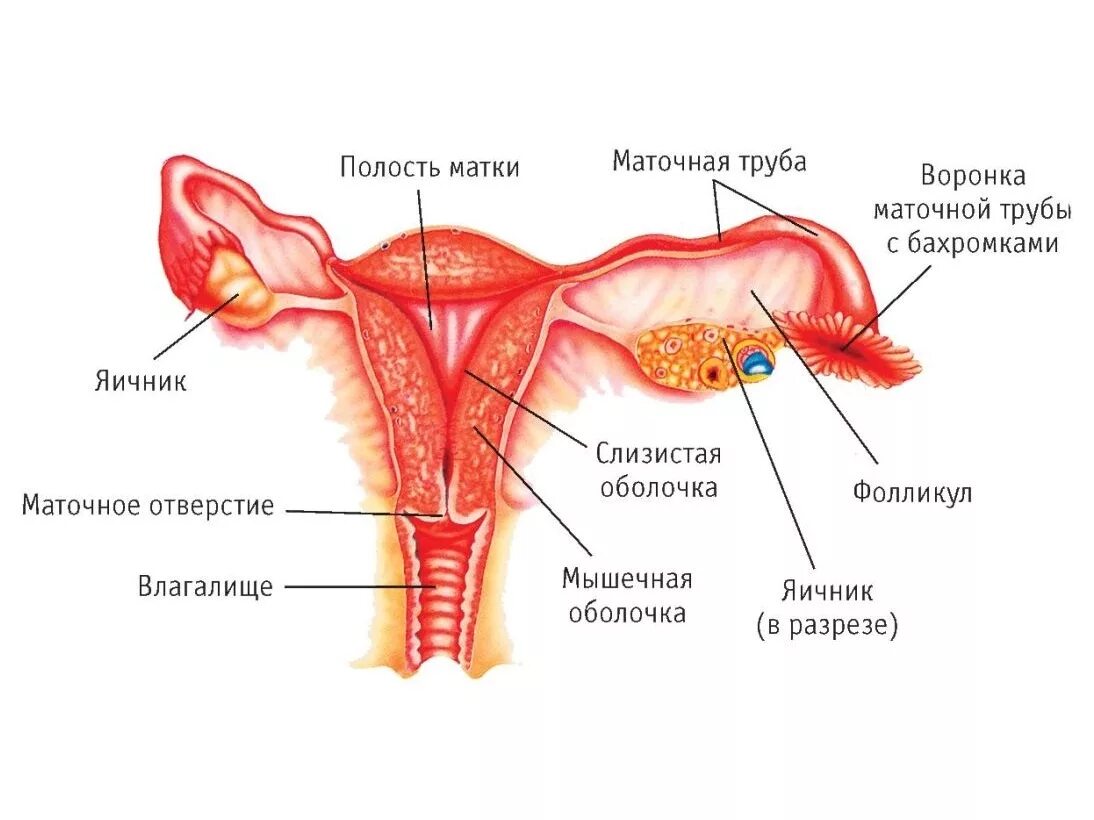 Репродуктивная женская половая система. Яичниковая бахромка маточной трубы. Бахромка маточнойтпубы. Внутреннее строение матки анатомия. Строение яичников и маточных труб.