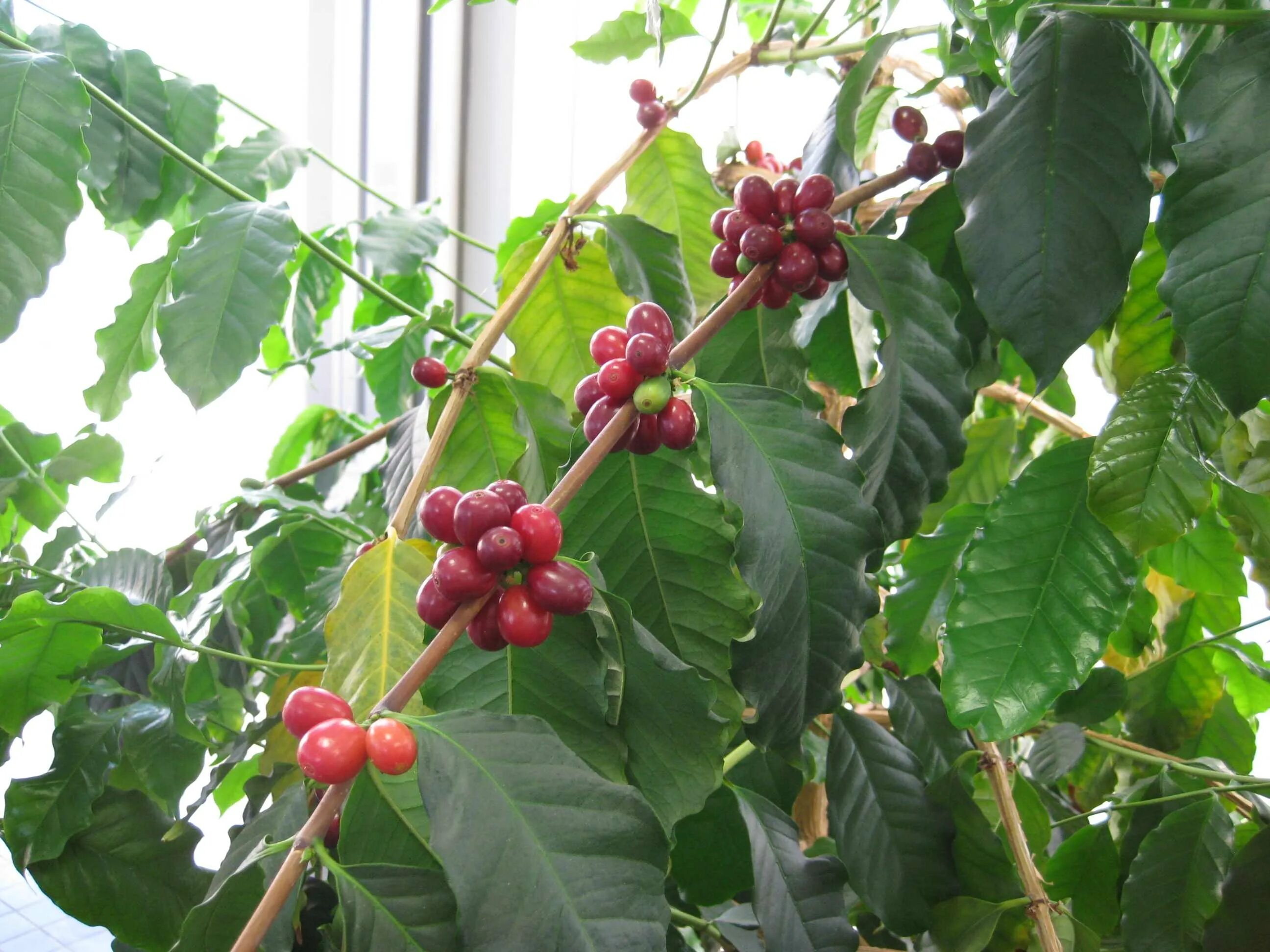 Кофейное дерево уход в домашних. Кофе Арабика растение. Дерево кофе Арабика. Кофейное дерево кофе Арабика. Coffea Arabica дерево.