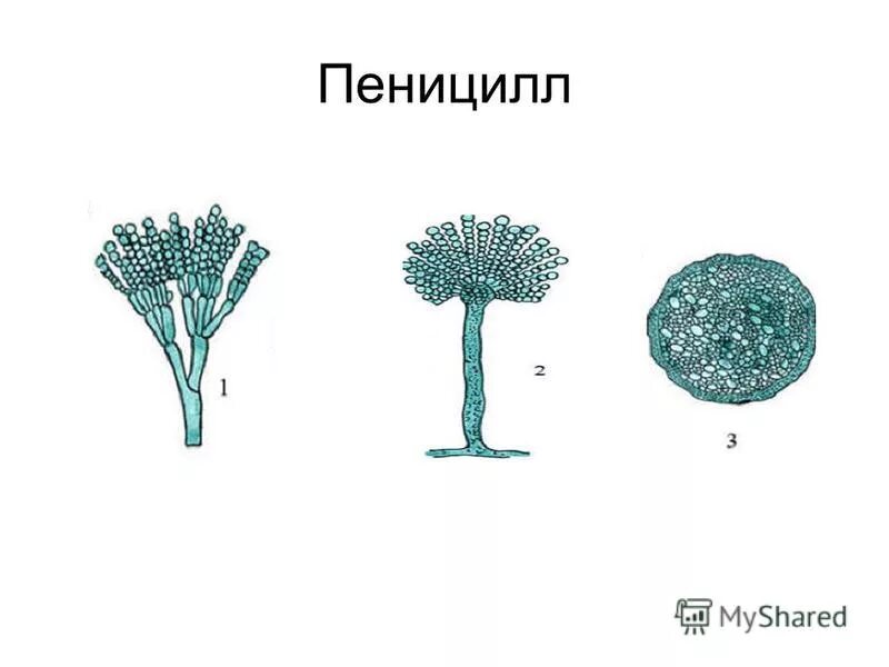 Пеницилл группа организмов