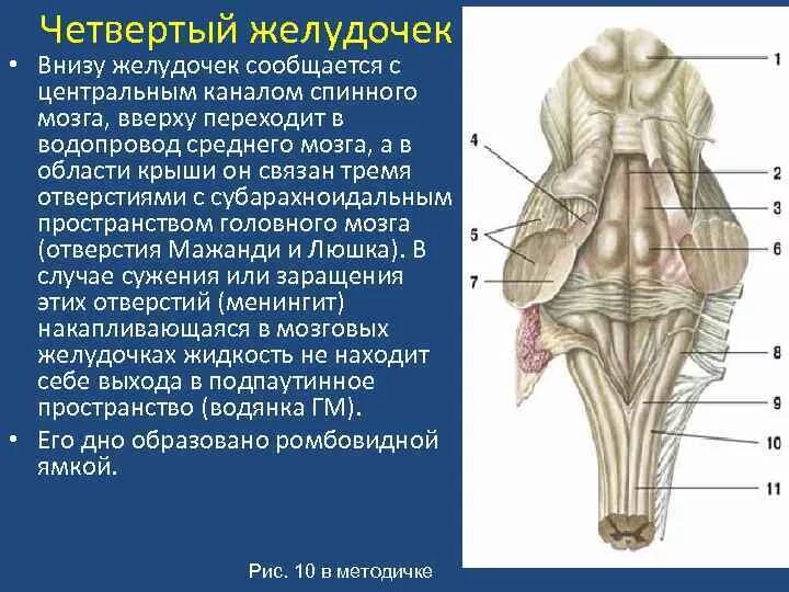 Латеральный карман 4 желудочка. 4 Желудочек продолговатого мозга. 4 Желудочек мозга анатомия. Отверстия 4 желудочка мозга.