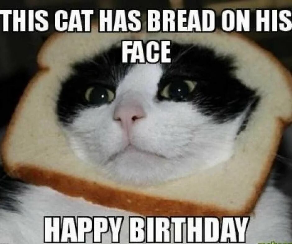 Happy Cat Мем. Birthday Cat meme. Happy Birthday Cat meme. Happy Birthday mems. Cat is happy