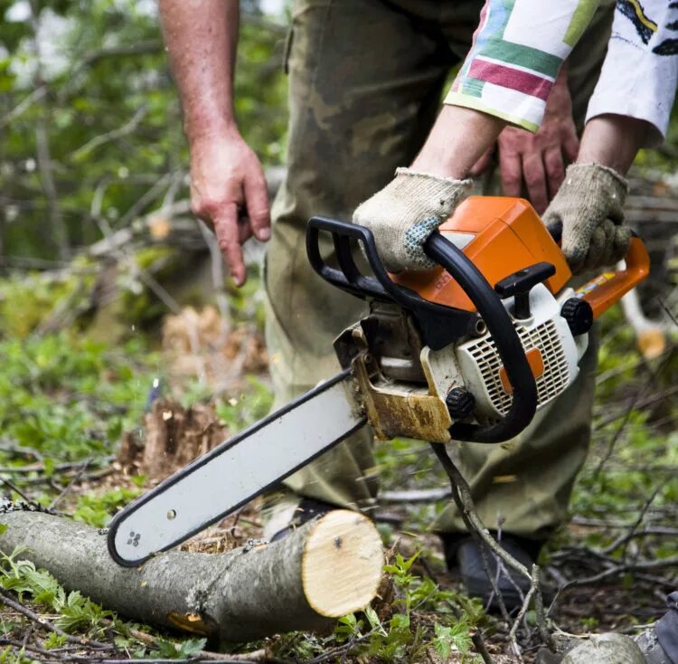 Пилить. Бензоинструмент stihl. Пилит доску. Пила бош циркулярная 160. Бензомоторные пилы для валки деревьев.