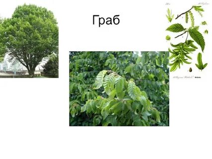 Ясень граб