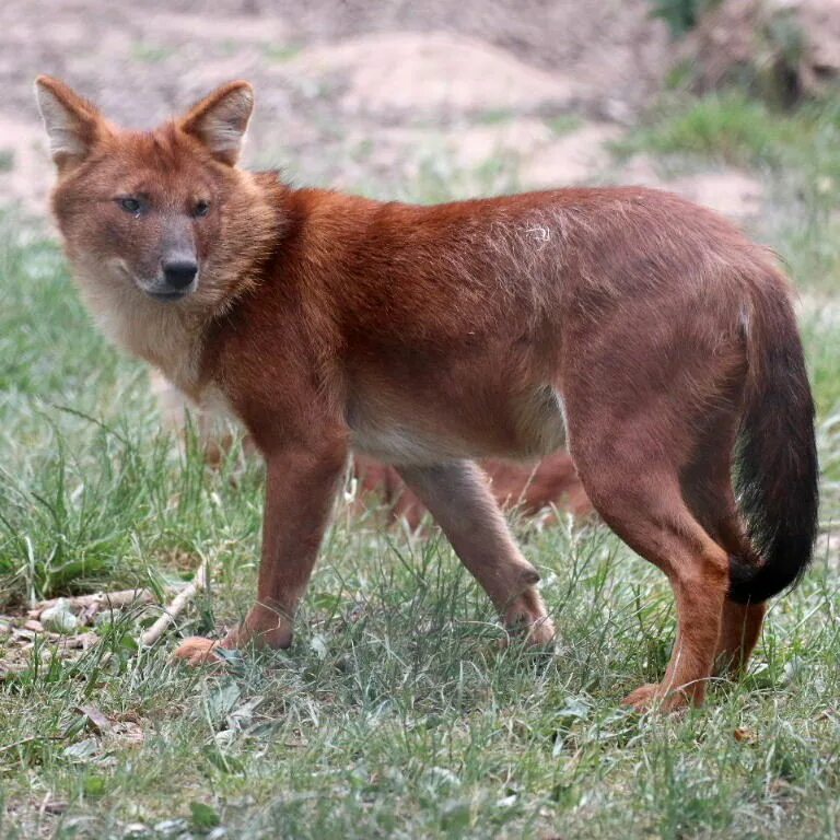 File:Cuon alpinus (Dhole).jpg - Wikipedia