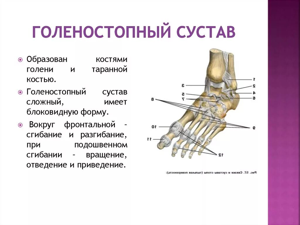 Строение стопы анатомия