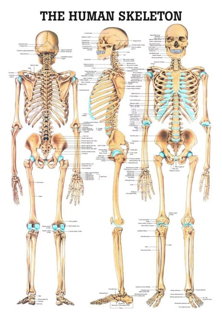Строение скелета человека. Костная система человека скелет. Человеческий скелет анатомия. Строение человеческого скелета.
