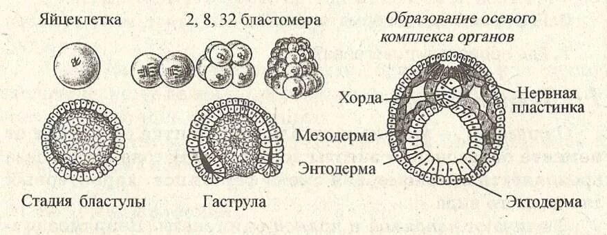 Какой процесс в цикле развития ланцетника изображен. Этапы эмбрионального развития ланцетника. Рис 46 схема стадий развития зародыша ланцетника. Дробление зародышевые листки. Зародышевые листки эмбриона человека.