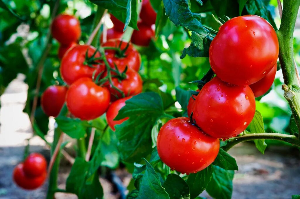 Выращивание помидоров отзывы. Томат соседская зависть f1. Томат Киото f1. Томат Феня ф1. Томат соседская зависть семена.