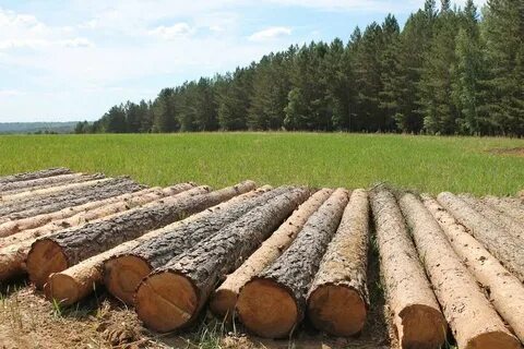 Промышленные рубки леса производятся в лесах