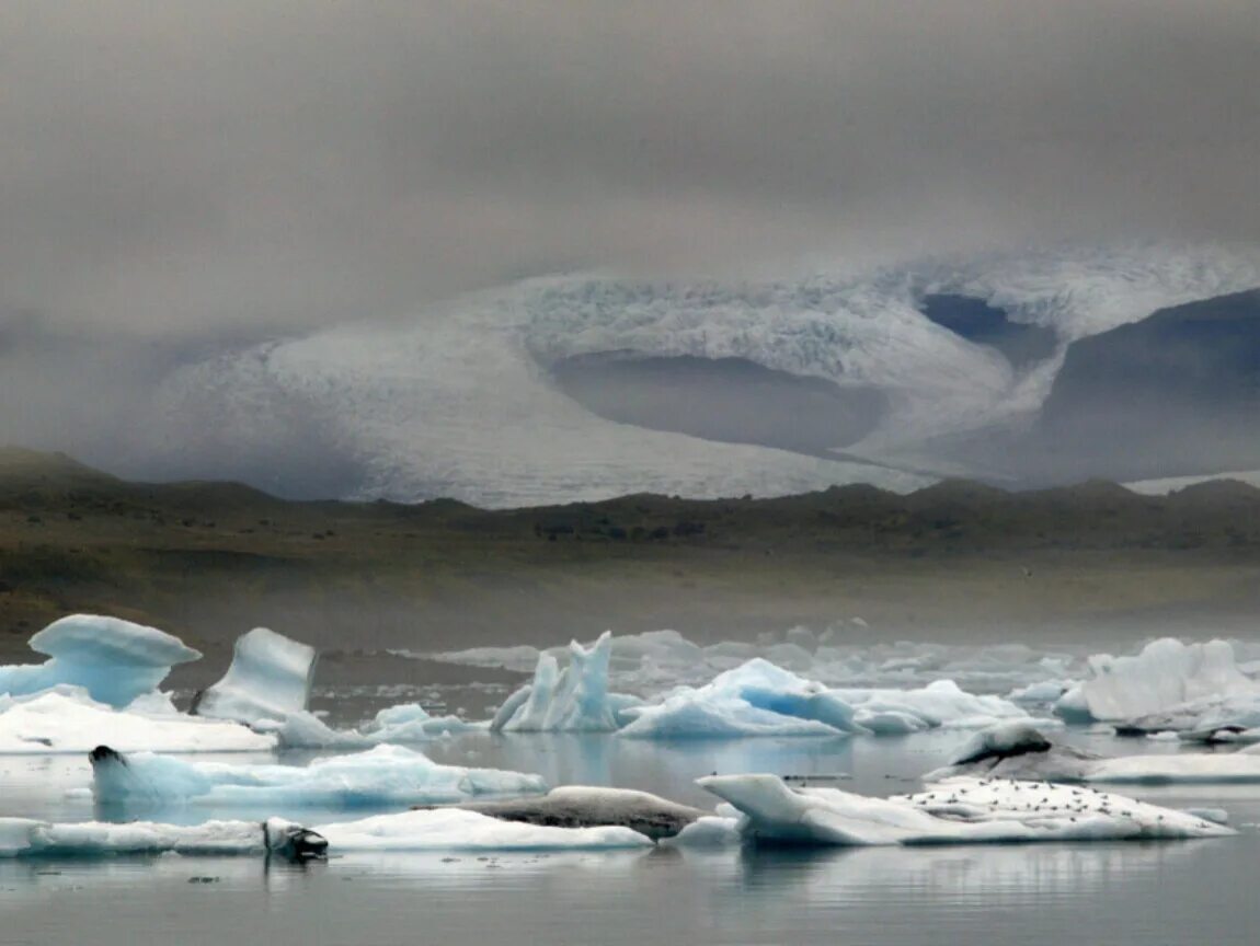 Арктика 4. Животные ледяной зоны. Зона арктических пустынь 4 класс. Растения и животные арктики 4 класс. Животные арктики 4.
