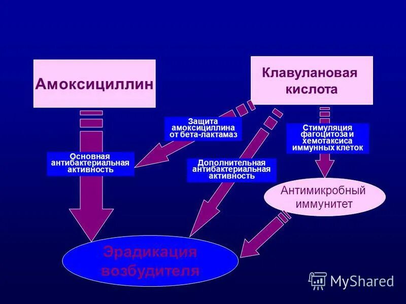 Амоксициллин механизм действия. Механизм действия амоксициллина+клавуланат. Амоксициллин клавуланат механизм действия. Амоксициллин клавулановая кислота механизм действия. Амоксициллин клавулановая кислота.